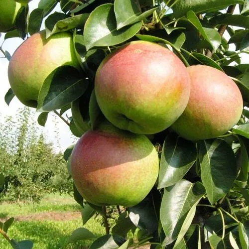 Груша КУПАЛА в Красногорске