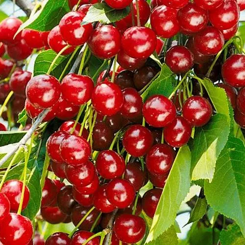 Вишня БРУСНИЦЫНА степная в Красногорске