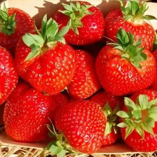 Клубника ЭЛЬСАНТА в Красногорске