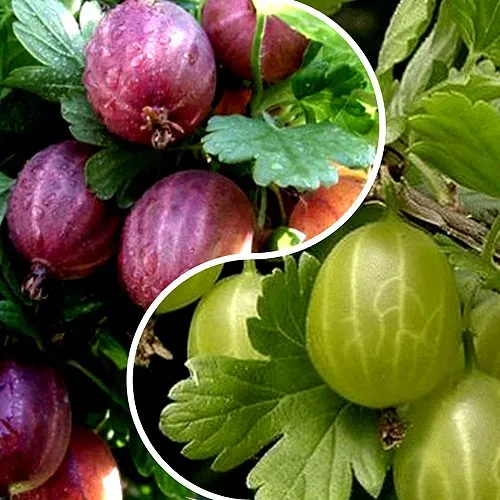 Комплект РЕДКИЙ СЧАСТЛИВЧИК в Красногорске