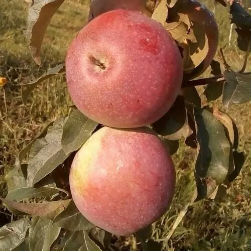 Яблоня АКСАМИТ в Красногорске