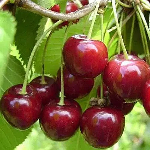 Вишня ХАРИТОНОВСКАЯ в Красногорске