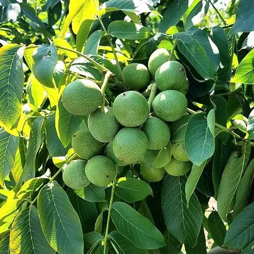 Грецкий орех  ИЗЯЩНЫЙ в Красногорске