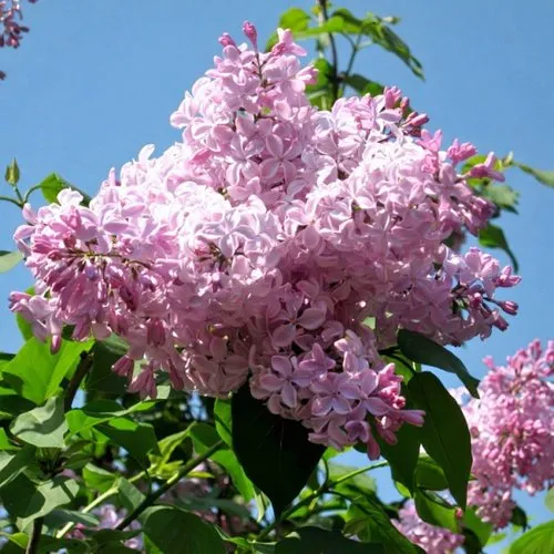 Сирень БУФФОН в Красногорске